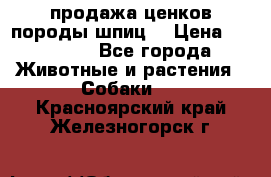 продажа ценков породы шпиц  › Цена ­ 35 000 - Все города Животные и растения » Собаки   . Красноярский край,Железногорск г.